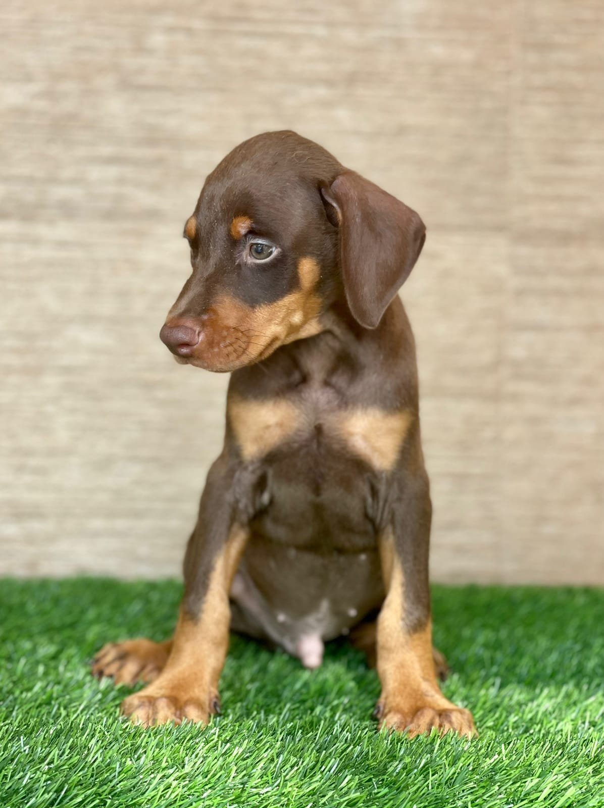 Purchase KCI Registered Doberman Puppy from Ahmedabad